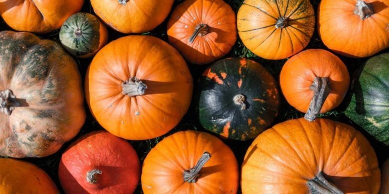 Many different types of pumpkins